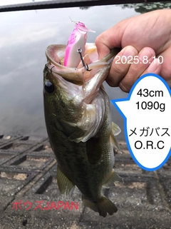 ブラックバスの釣果