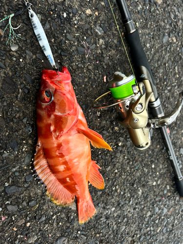 アカハタの釣果