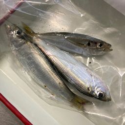 アジ