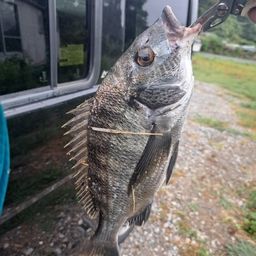 クロダイ