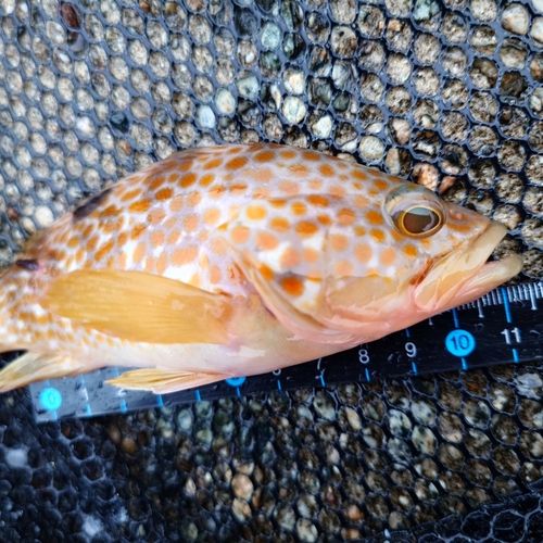 キジハタの釣果