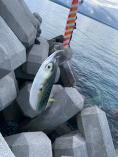 サバの釣果