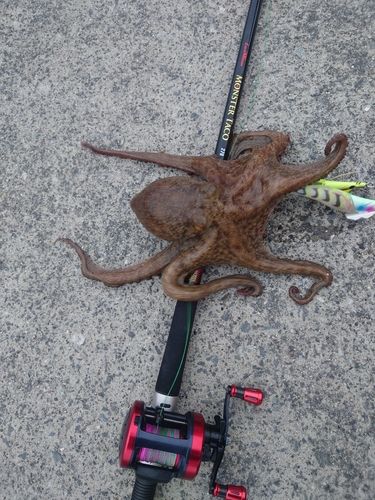 タコの釣果