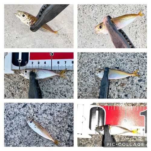 アジの釣果