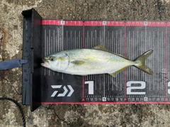 ツバスの釣果