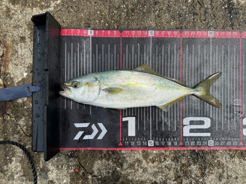 ツバスの釣果