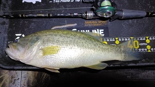 ブラックバスの釣果