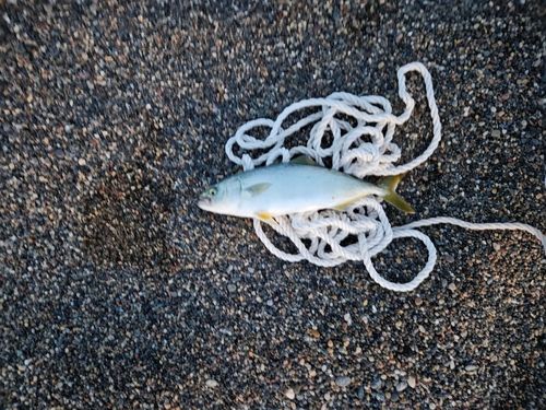 ワカシの釣果