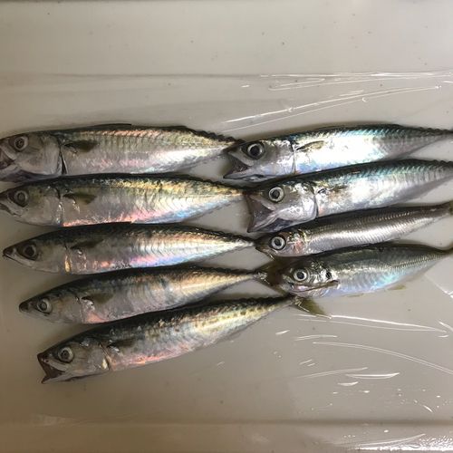 サバの釣果
