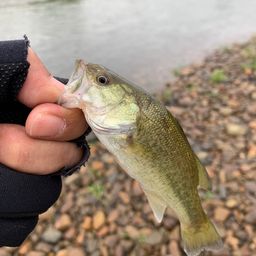 ラージマウスバス