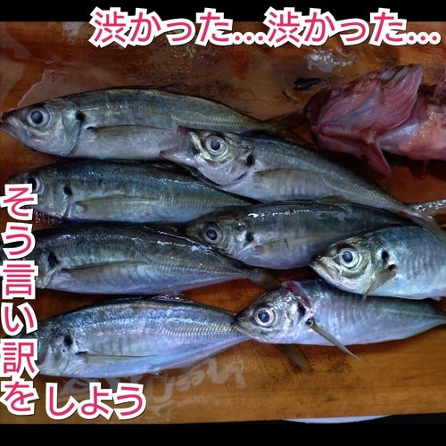 アジの釣果