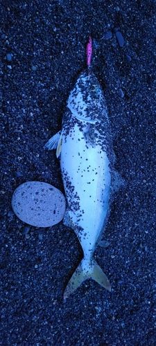 ワカシの釣果