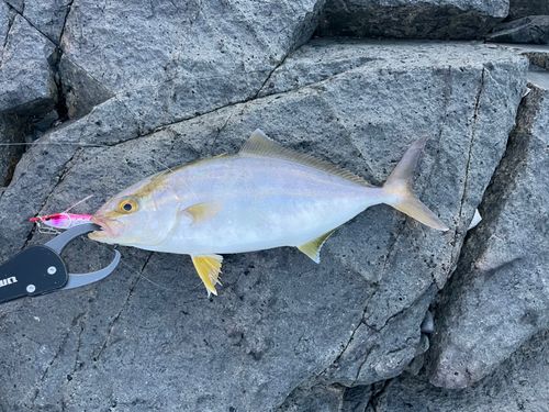 ショゴの釣果