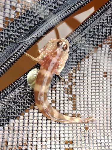 イトヒキハゼの釣果