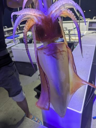 ソデイカの釣果