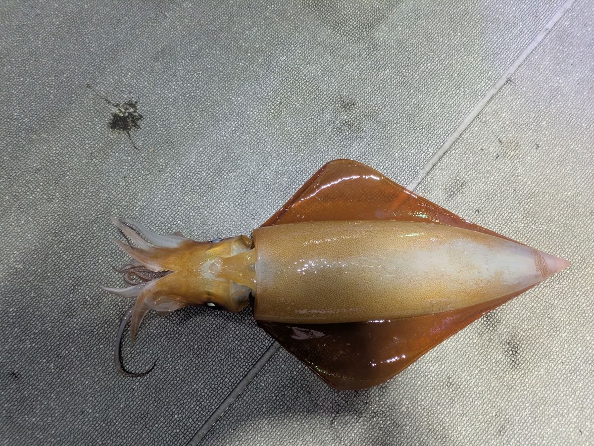 ぼ〜ちゃんFamily🎣さんの釣果 2枚目の画像