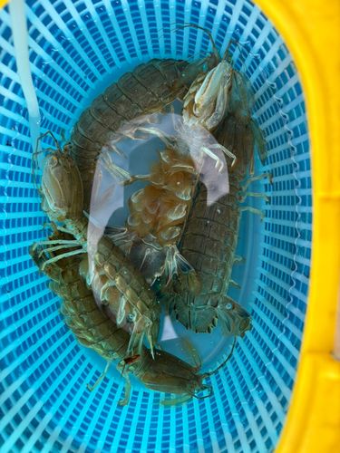 シャコの釣果