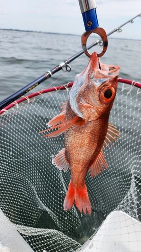 アカムツの釣果