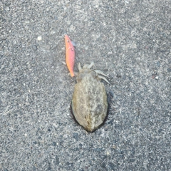 コウイカの釣果