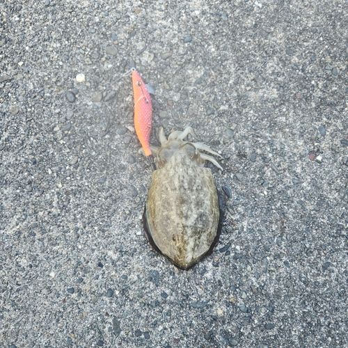 コウイカの釣果