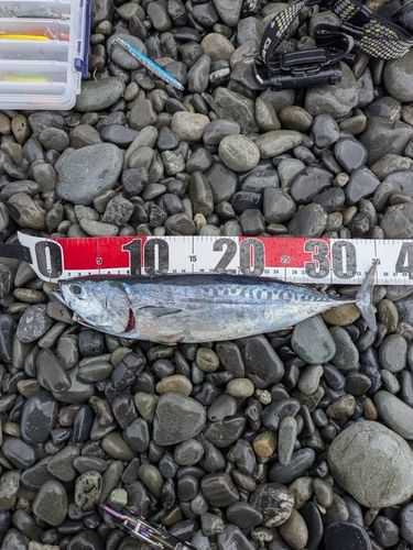 ヒラソウダの釣果