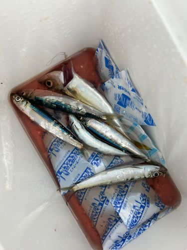 ウルメイワシの釣果