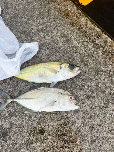 ギンガメアジの釣果