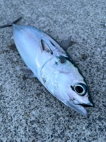マルソウダの釣果