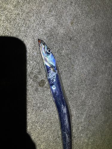 タチウオの釣果