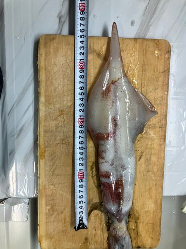 ケンサキイカの釣果