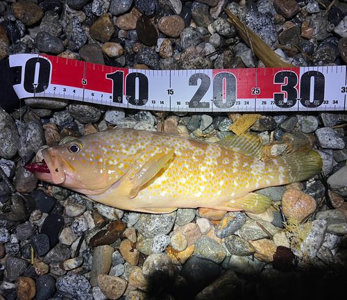 キジハタの釣果