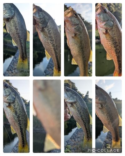 ブラックバスの釣果