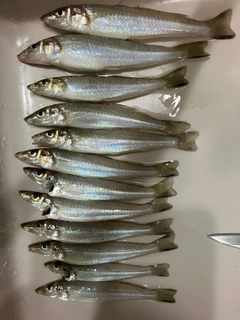 シロギスの釣果