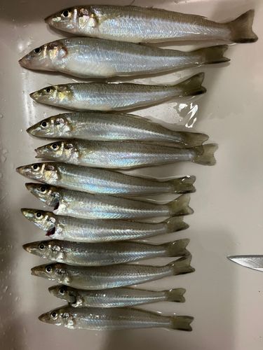 シロギスの釣果