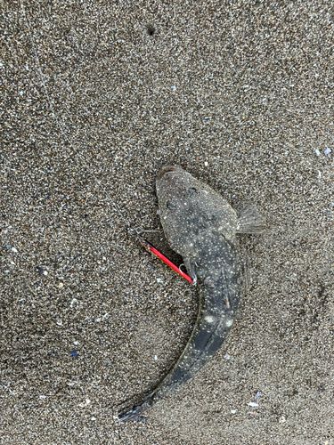 コチの釣果