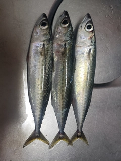 サバの釣果