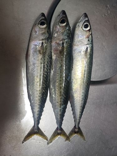 サバの釣果
