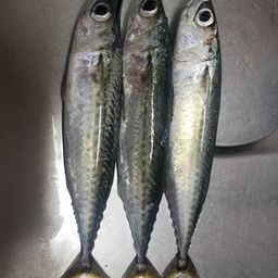 サバ