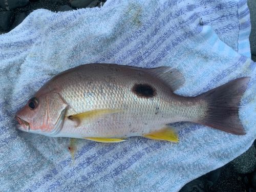 クロホシフエダイの釣果