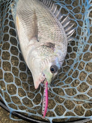 キビレの釣果