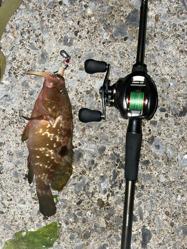 キジハタの釣果