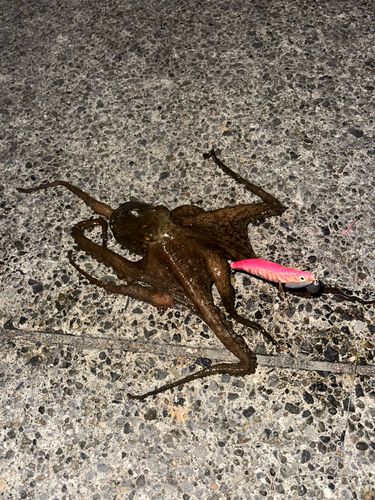 タコの釣果
