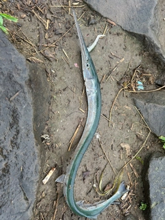 ダツの釣果