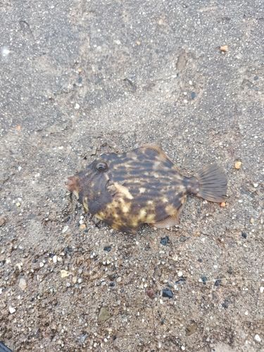 カワハギの釣果