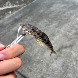 ヒトスジエソ