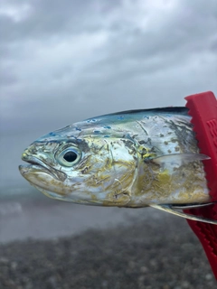 シイラの釣果