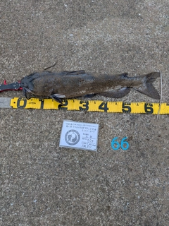 アメリカナマズの釣果