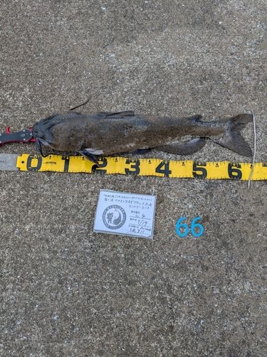 アメリカナマズの釣果