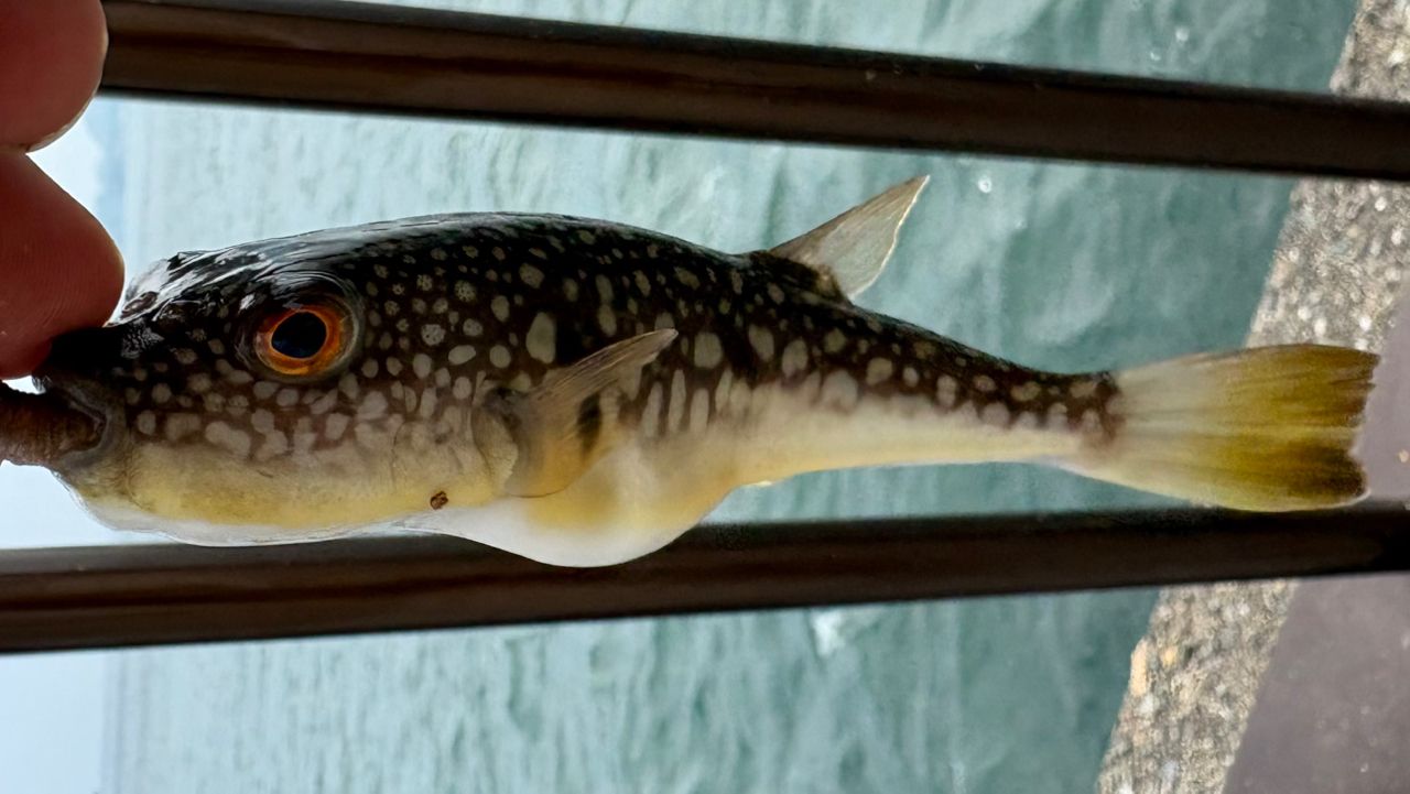 ショウサイフグ