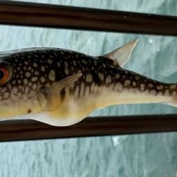 ショウサイフグ